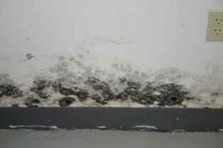 Typical mold growth from moisture